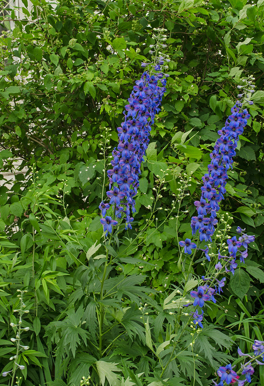 Image of Delphinium × phoeniceum specimen.