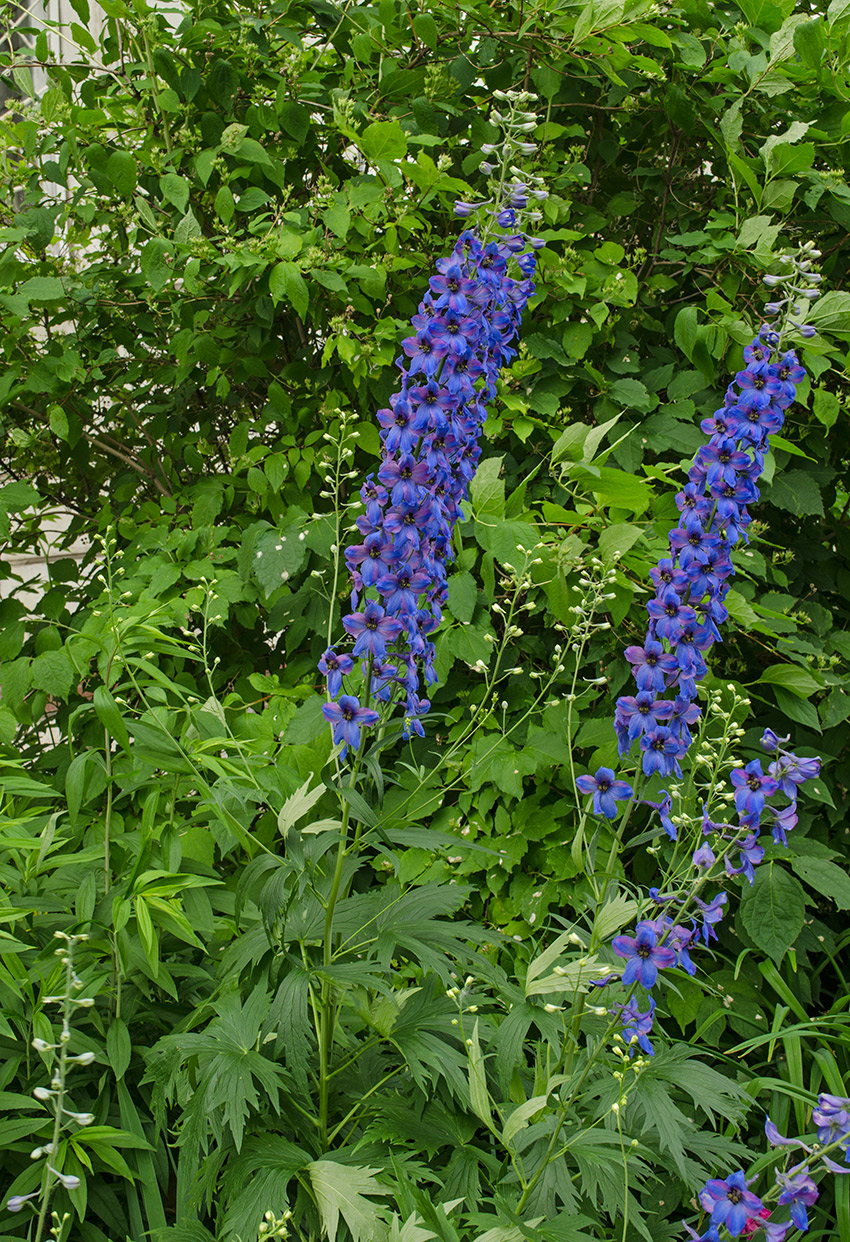 Image of Delphinium &times; phoeniceum specimen.