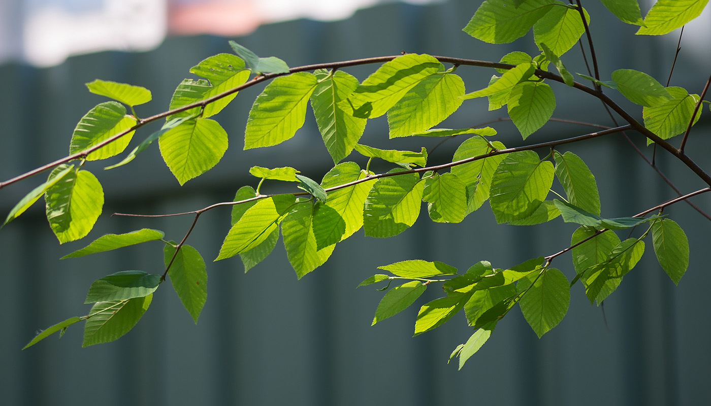 Image of Betula lenta specimen.