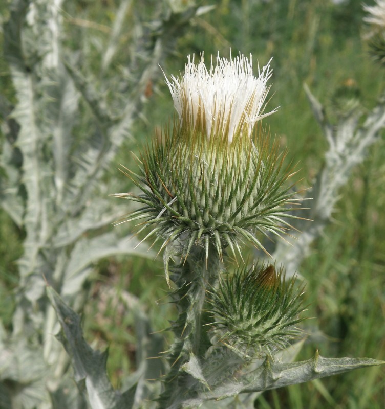 Image of Onopordum acanthium specimen.