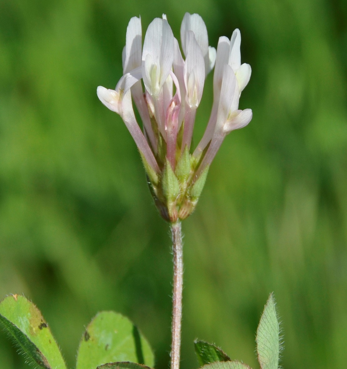 Изображение особи Trifolium clypeatum.