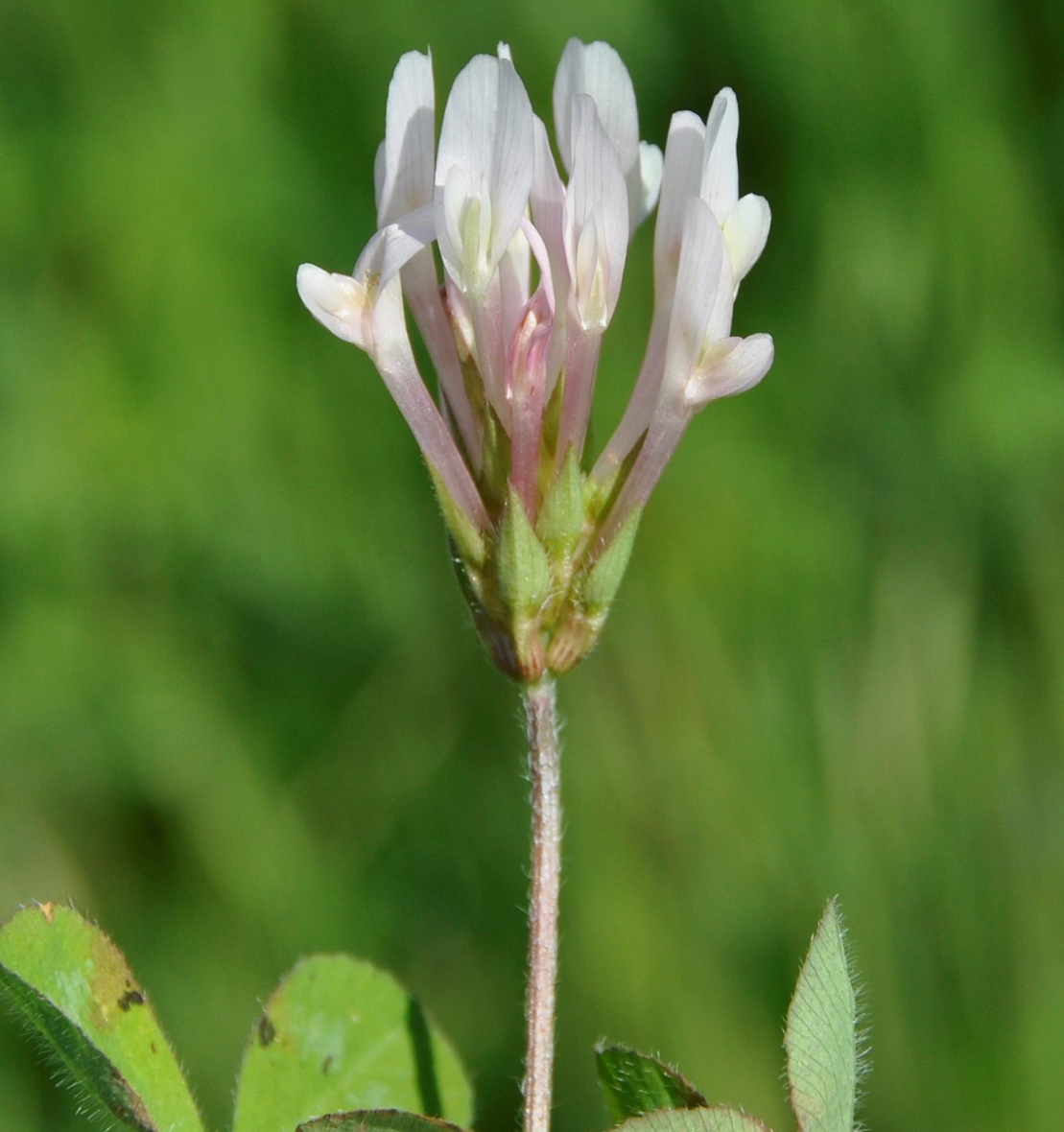 Image of Trifolium clypeatum specimen.