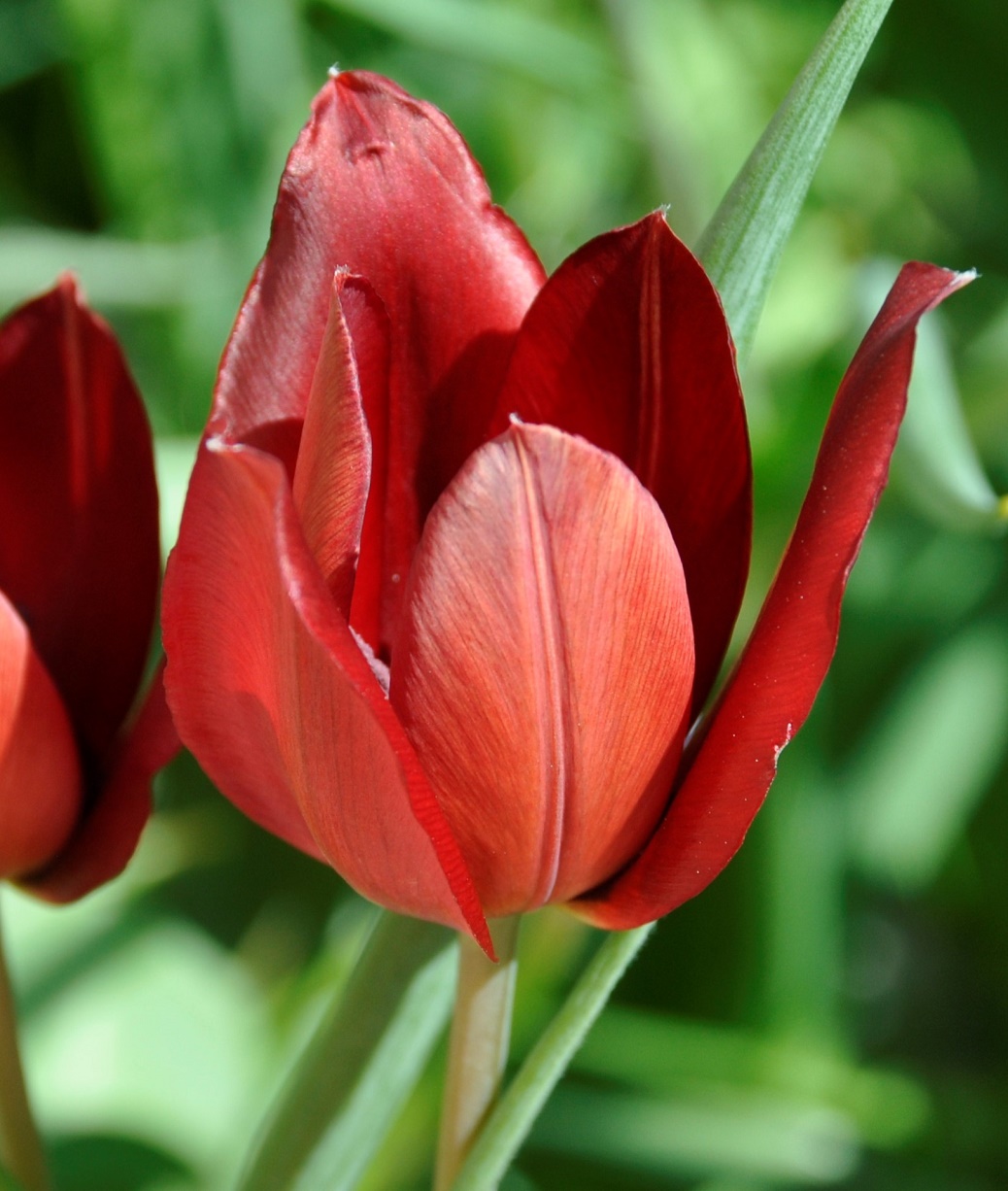 Image of Tulipa cypria specimen.