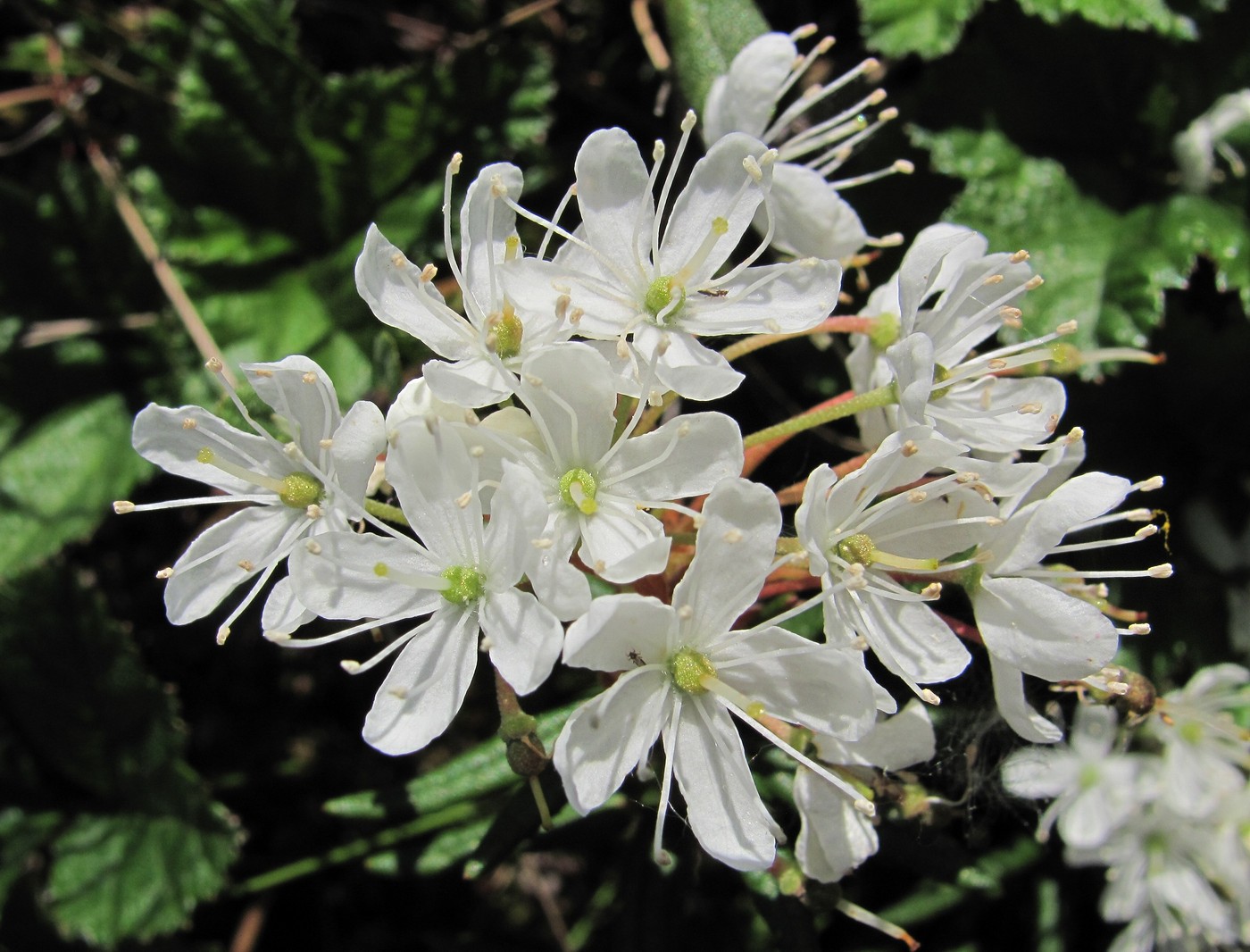 Image of Ledum palustre specimen.