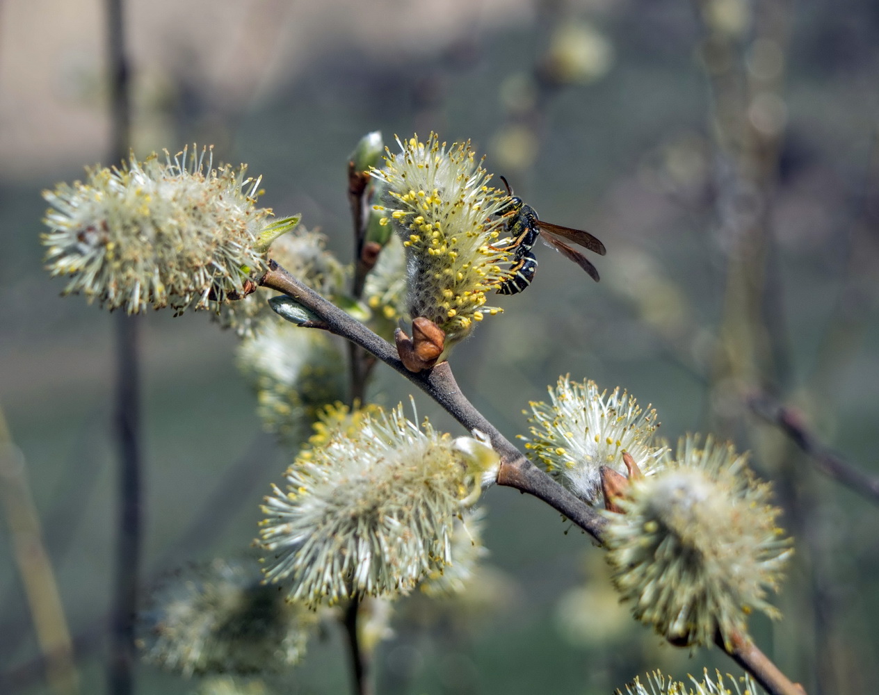 Image of genus Salix specimen.