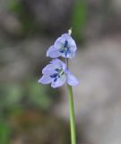 Scilla monanthos. Верхушка цветущего растения. Турция, ил Агры, г. Догубаязит, окр. дворца Исхак Паши, осыпной склон горы, стоящей над дворцом. 19.04.2019.