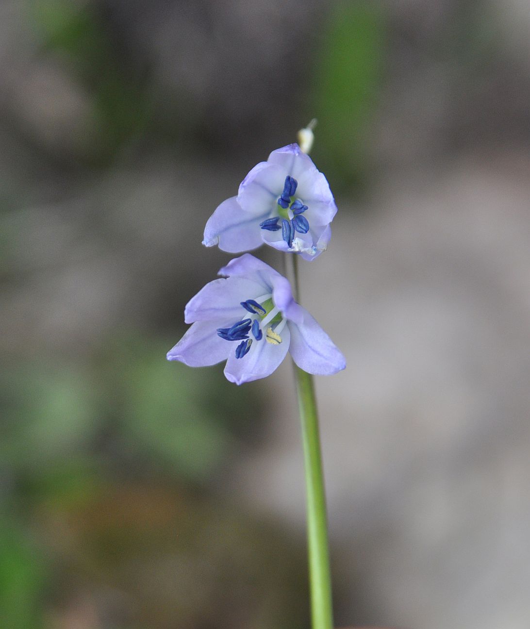 Изображение особи Scilla monanthos.