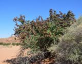 Terminalia prunioides. Плодоносящее растение. Намибия, горы Эронго, окр. горы Брандберг. 08.05.2019.