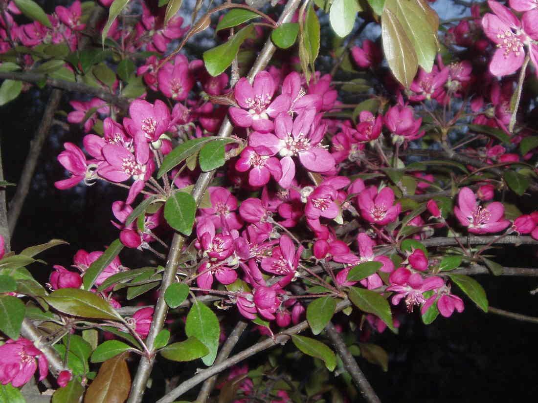 Image of Malus × purpurea specimen.