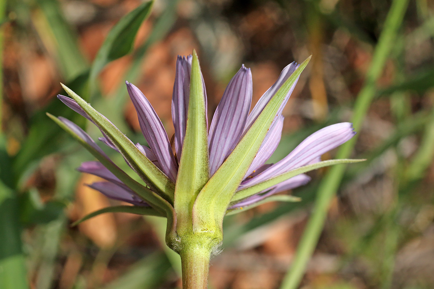 Изображение особи Tragopogon malikus.