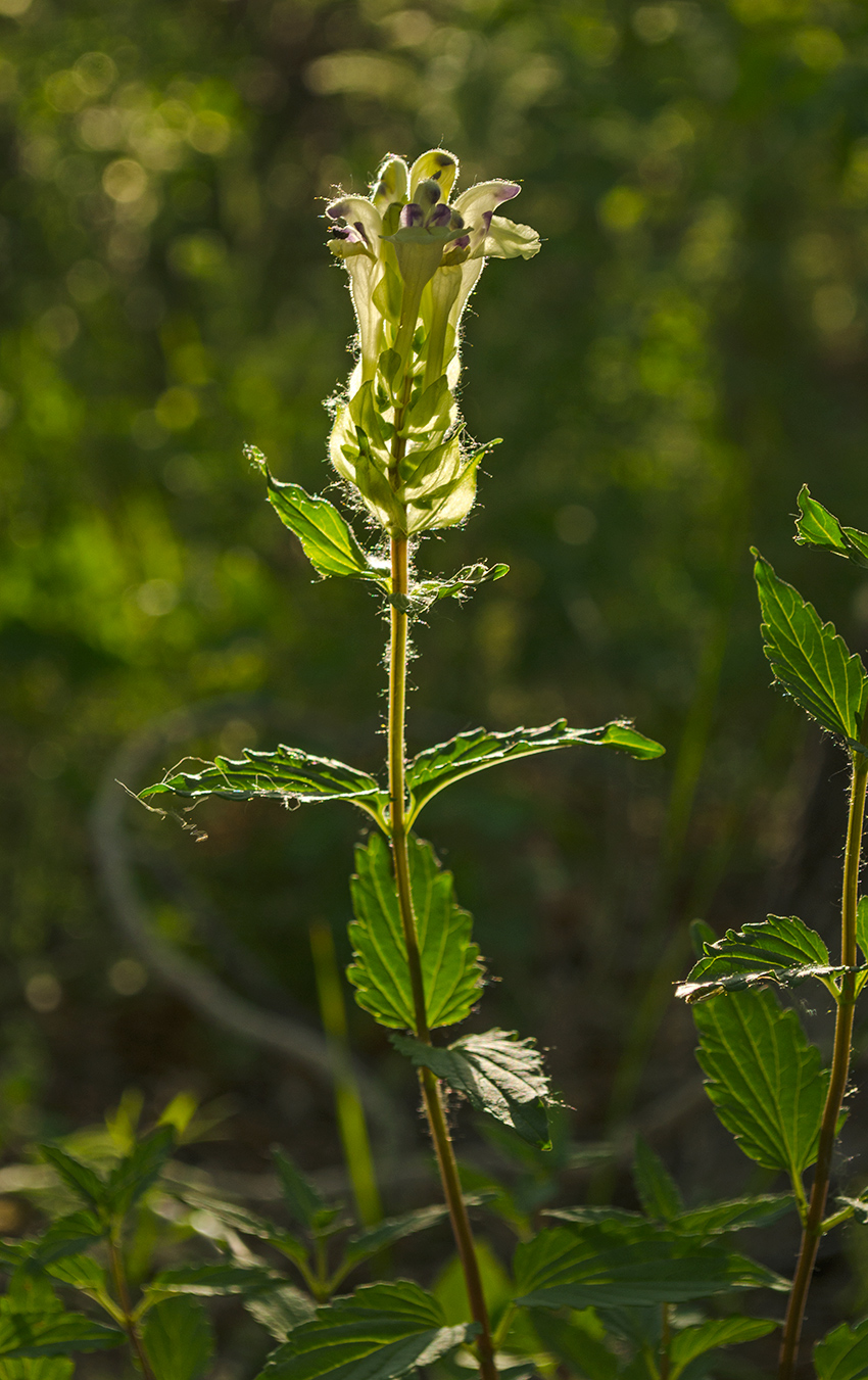 Изображение особи Scutellaria supina.