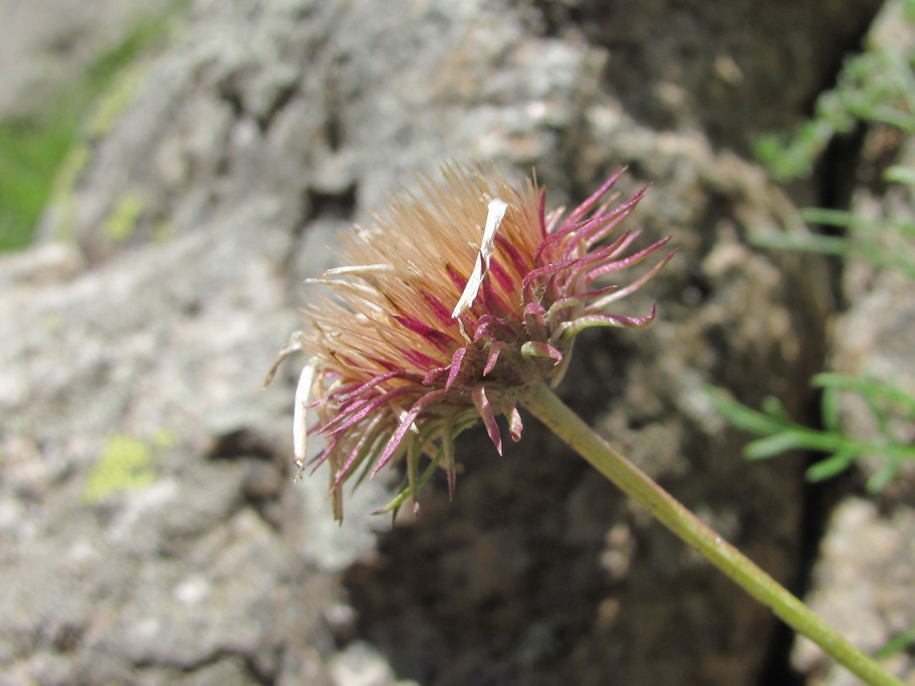 Изображение особи Jurinea coronopifolia.