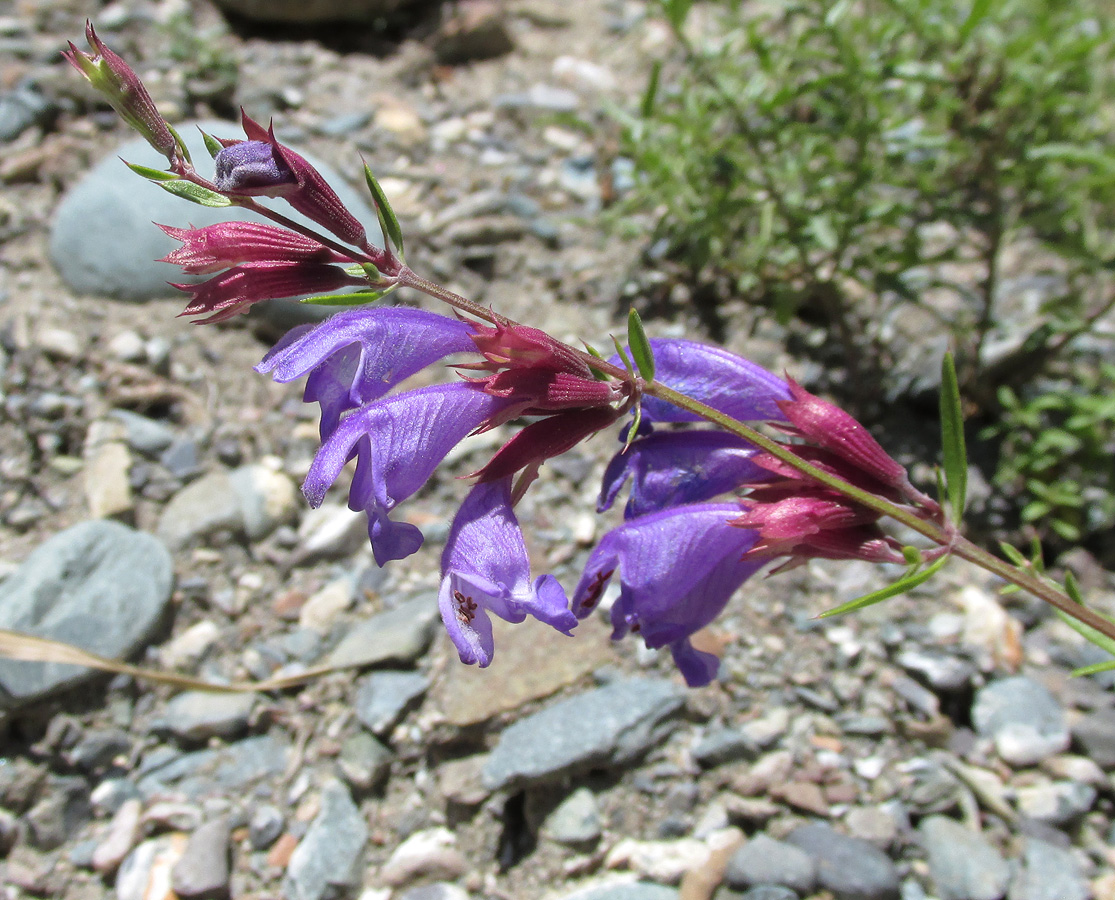 Image of Dracocephalum peregrinum specimen.