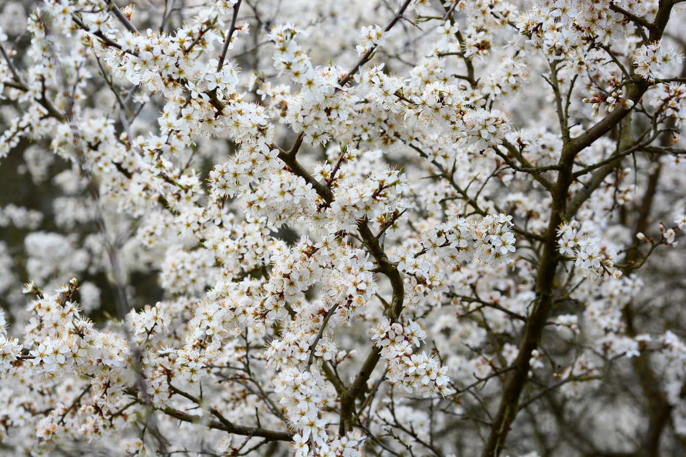 Image of Prunus spinosa specimen.