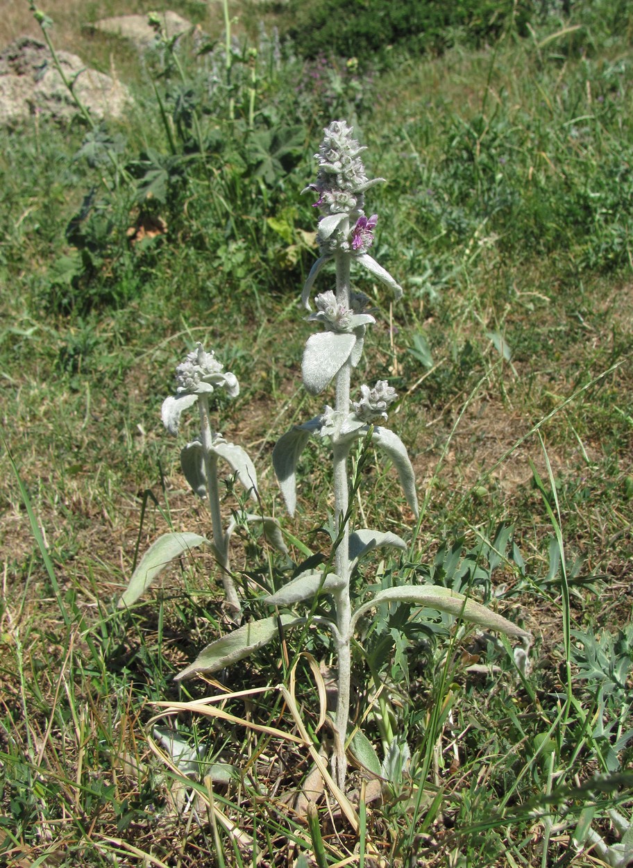 Image of Stachys cretica specimen.
