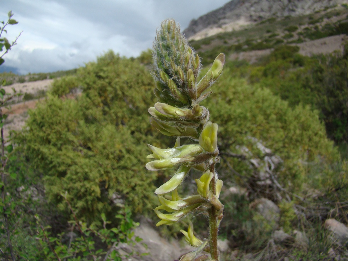 Изображение особи Astragalus macropodium.