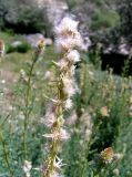 Myricaria bracteata