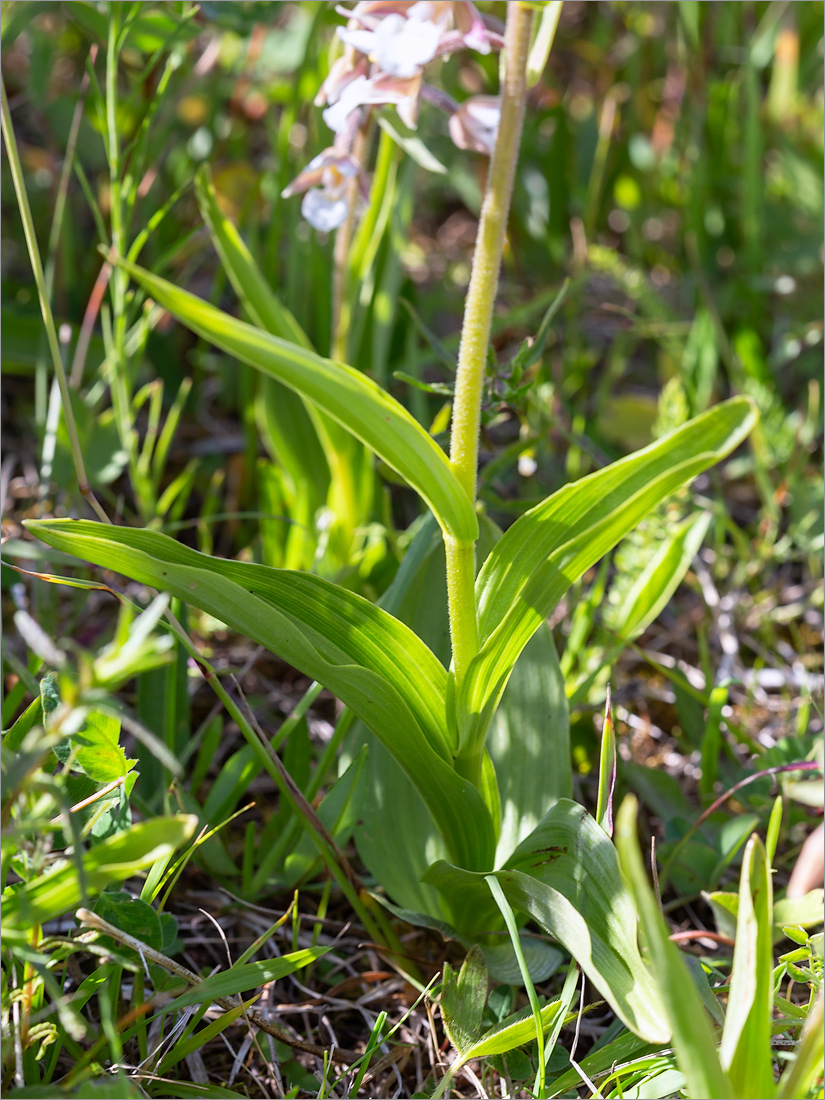 Image of Epipactis palustris specimen.