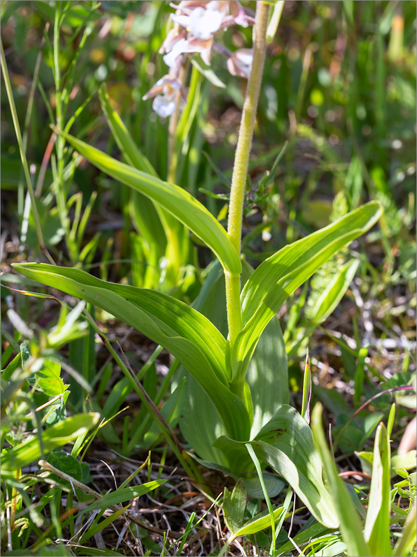 Изображение особи Epipactis palustris.