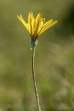 genus Tragopogon. Верхушка растения с соцветием. Кабардино-Балкария, Эльбрусский р-н, долина р. Сылтрансу, ≈ 2200 м н.у.м., субальпийский луг. 05.08.2019.