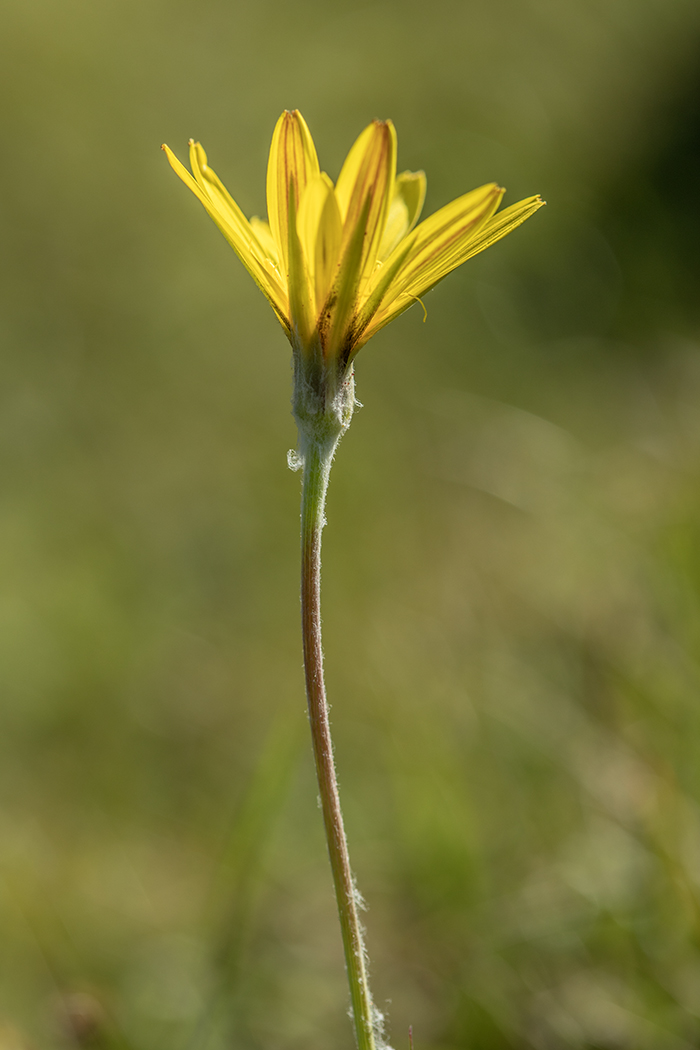 Изображение особи род Tragopogon.