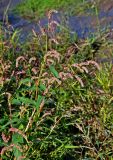 Persicaria lapathifolia