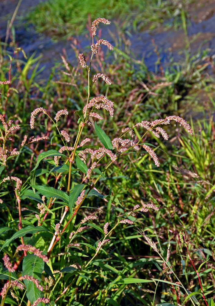 Image of Persicaria lapathifolia specimen.