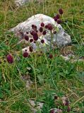 Sanguisorba officinalis. Верхушки побегов с соцветиями. Челябинская обл., Саткинский р-н, хребет Зюраткуль, ≈ 1100 м н.у.м., субальпийский луг. 31.07.2019.