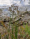 Juncus articulatus. Плодоносящие растения. Челябинская обл., Чебаркульский р-н, берег оз. Еловое, песчаный пляж. 07.08.2019.