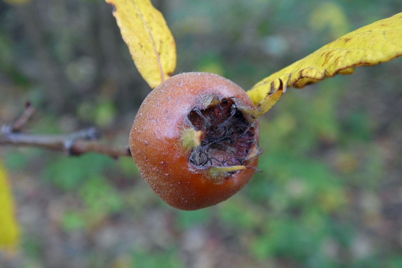 Изображение особи Mespilus germanica.