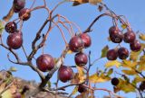 Crataegus songarica. Верхушка ветви с соплодиями. Узбекистан, Навоийская обл., Нуратинский р-н, Нуратинский хр., ущ. р. Кичиксай, каменистое русло реки. 29.10.2019.