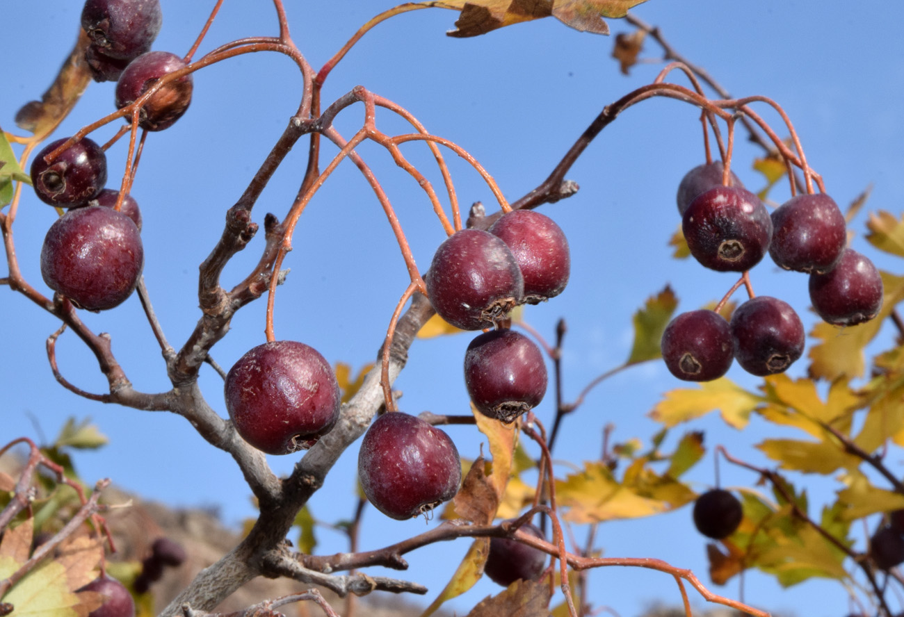 Изображение особи Crataegus songarica.