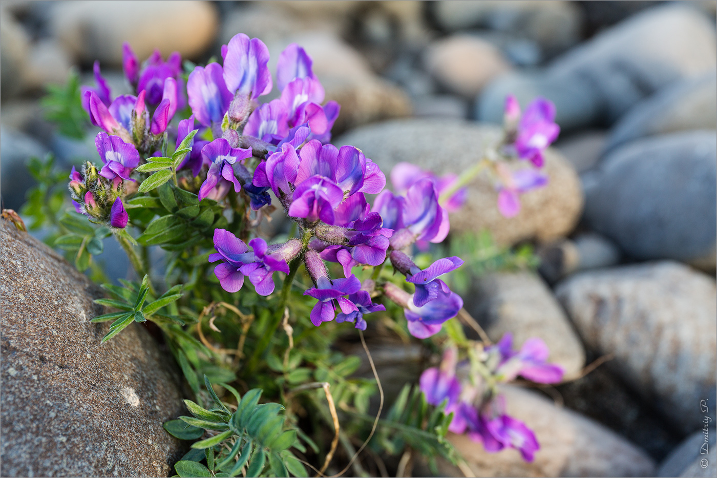 Изображение особи Oxytropis middendorffii.