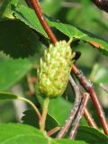 Betula divaricata. Соплодие. Камчатский край, Елизовский район, природный парк \"Вулканы Камчатки\", окрестности \"Медвежьей тундры\", кордон Центральный, берёзовое редколесье. 26.07.2010.