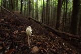 Hypopitys monotropa