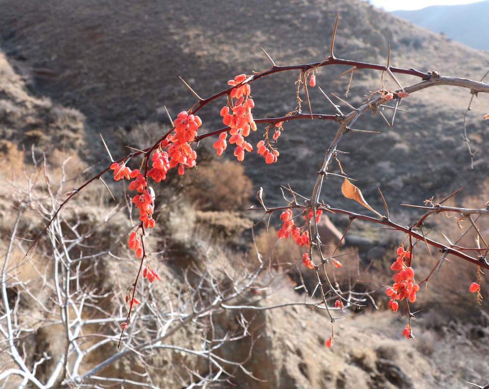 Изображение особи род Berberis.