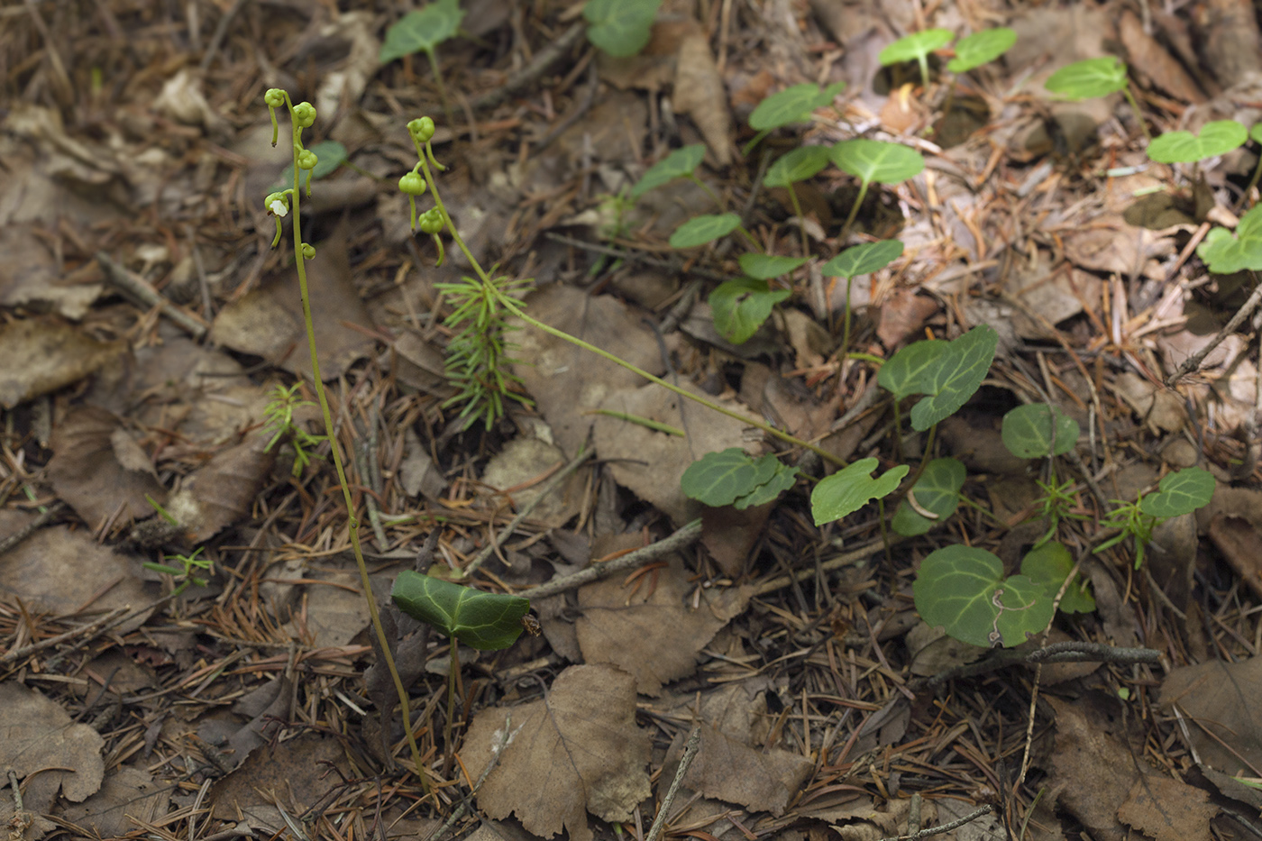 Изображение особи Pyrola renifolia.