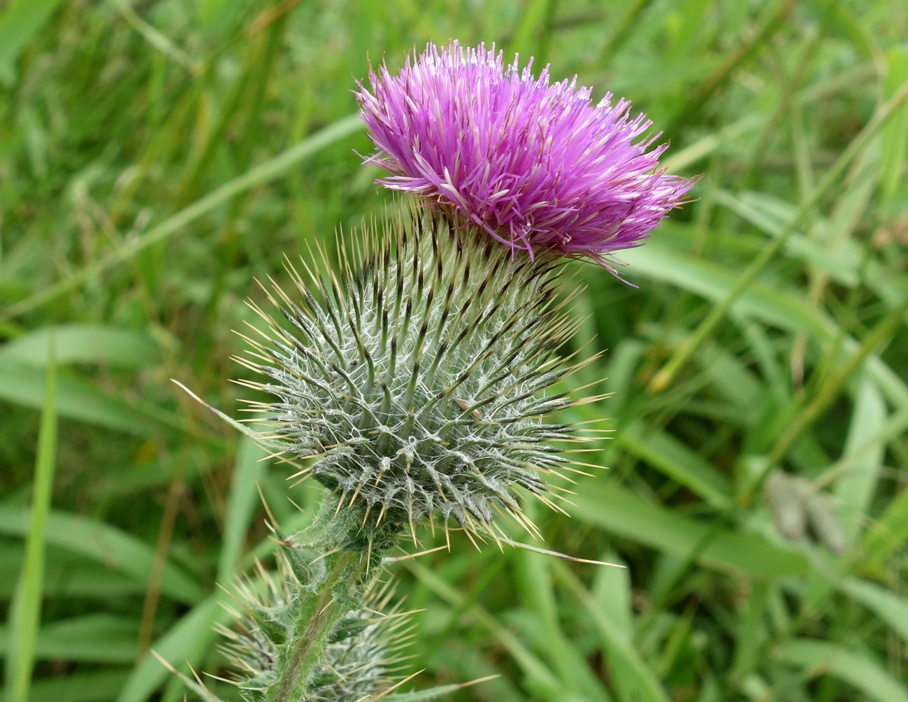 Image of Cirsium vulgare specimen.