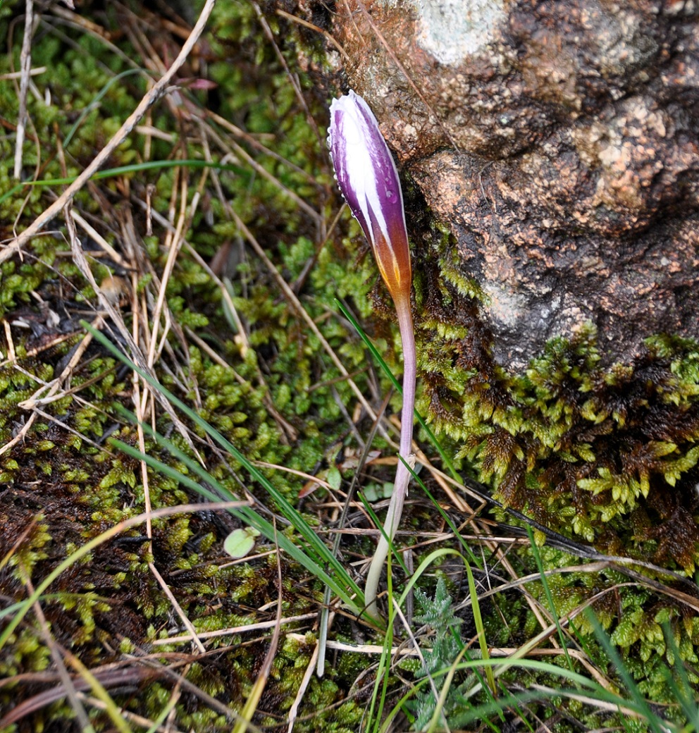 Изображение особи Crocus hartmannianus.