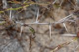 Prosopis pallida. Часть сухого побега. Перу, регион La Libartad, археологический комплекс \"Chan Chan\". 28.10.2019.