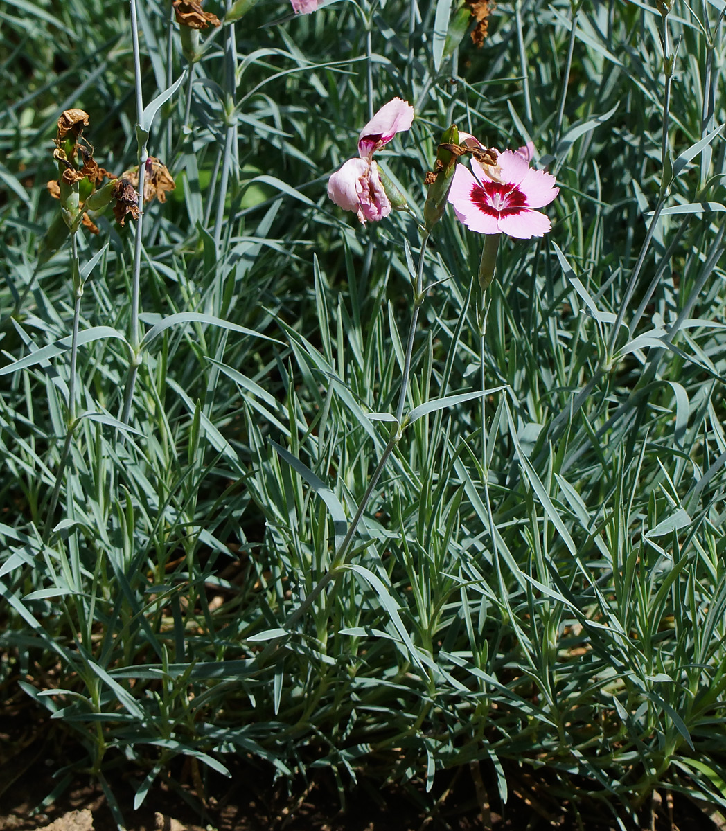 Image of Dianthus chinensis specimen.