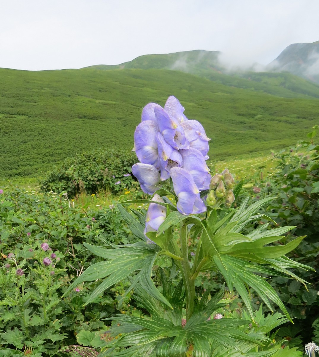 Изображение особи Aconitum maximum.