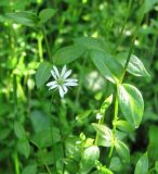 Stellaria crassifolia. Часть цветущего растения. Архангельская обл., Вельский р-н, окр. пос. Усть-Шоноша, берег р. Вель. 18 июля 2010 г.