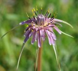 Tragopogon подвид longirostris