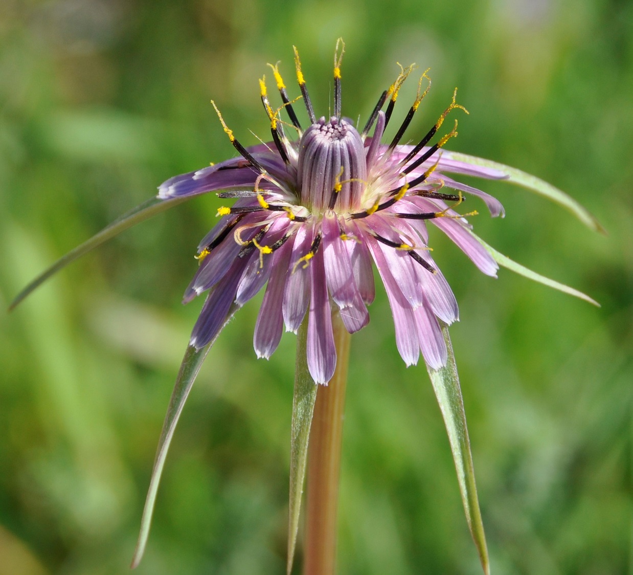 Image of Tragopogon porrifolius ssp. longirostris specimen.