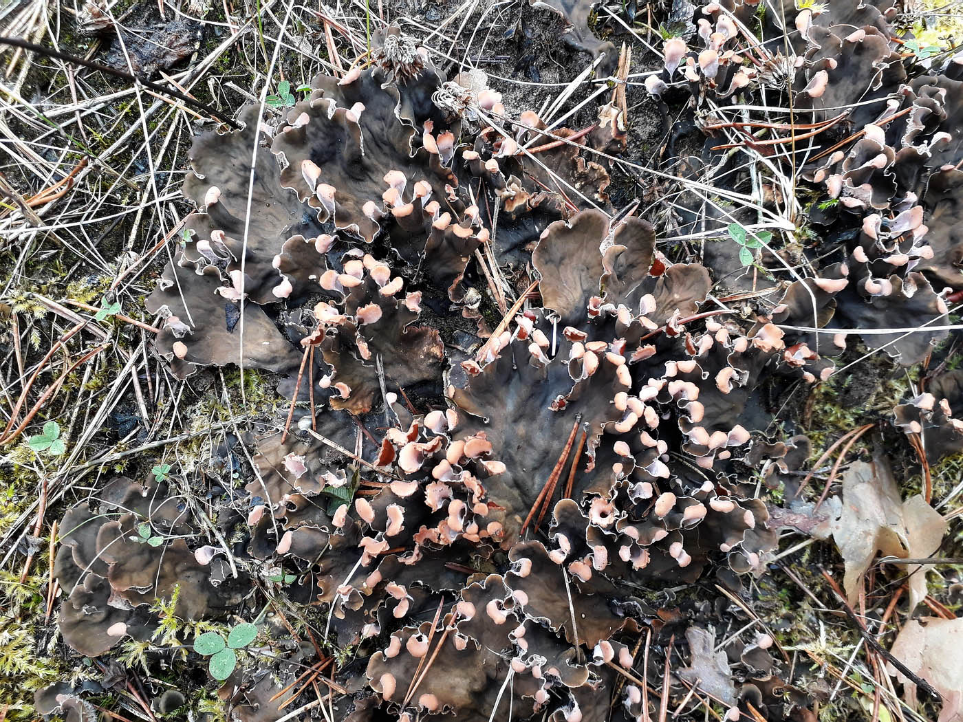 Image of genus Peltigera specimen.