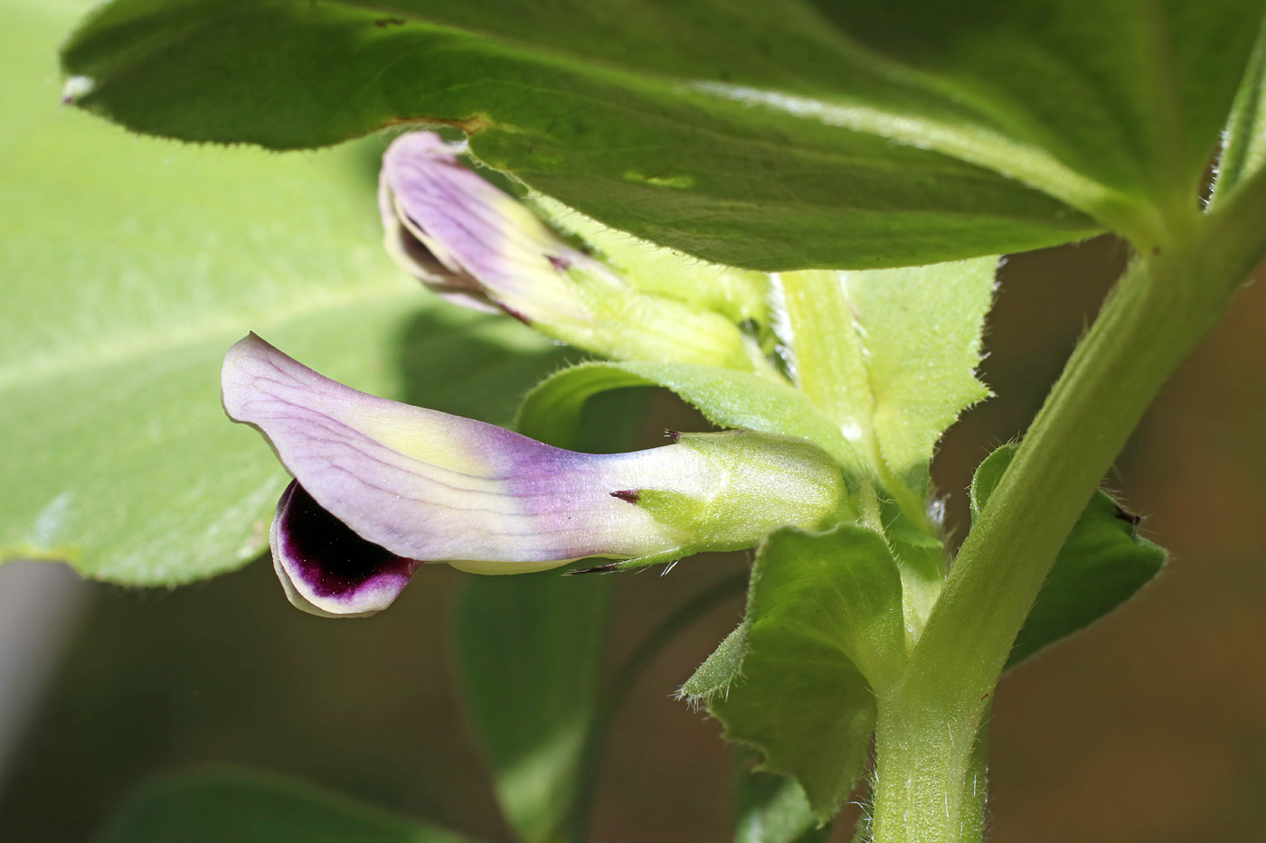 Изображение особи Vicia narbonensis.
