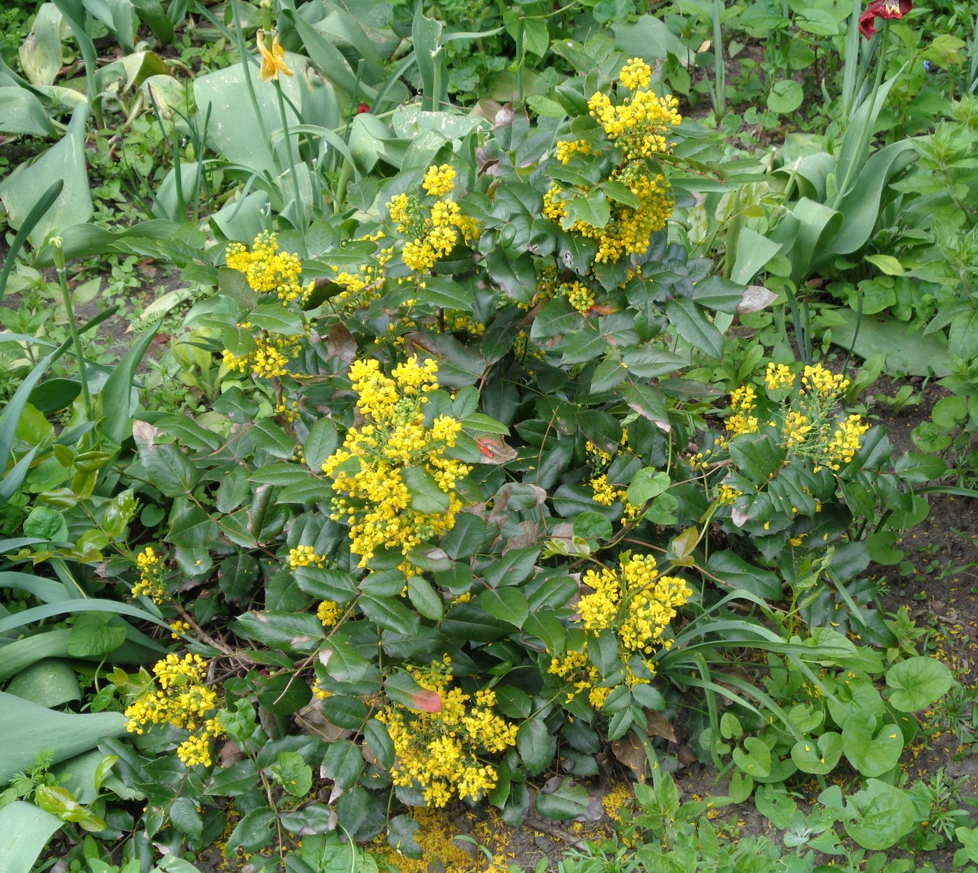 Изображение особи Mahonia aquifolium.