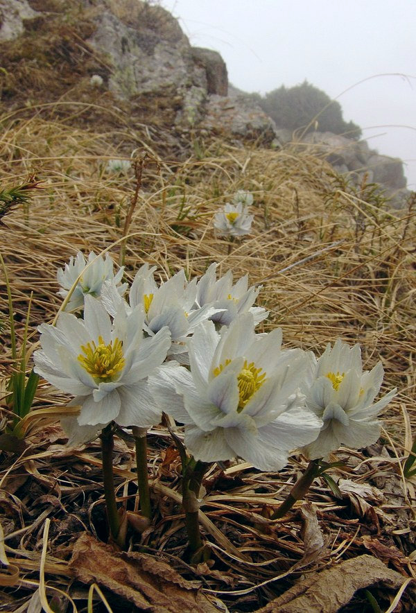 Изображение особи Trollius lilacinus.