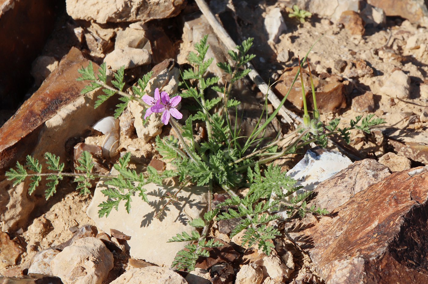 Изображение особи Erodium stellatum.